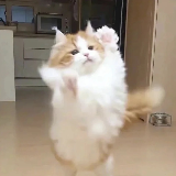 作者头像